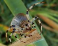 /album/araneidae/araneus-quadratus-kriziak-stvorskvrnny-1-filtered-jpg/